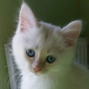 avatar Rami