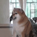 cheemsjosh