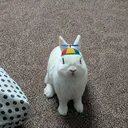 snoopanium