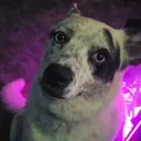 dusttydog3