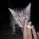 psarakiss