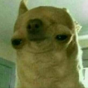 dasstein515's Avatar