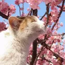 toilofficial