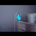 thebutterflyaffect