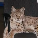 luckykittie