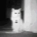 pfp