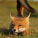 gideonbear