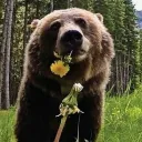 Bearina's Discord avatar