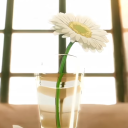 avatar sere log after desiccation