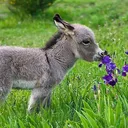 rojack_1