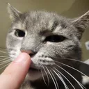 williamstoic