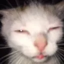connorcum