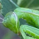 Аватар lemon1343