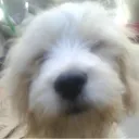 thewolflacuevadelgato
