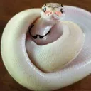 sjnneer