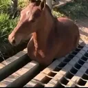 thunnaaa295
