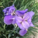 purplekohav