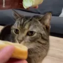timbitbox