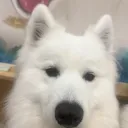 gyaokoooo