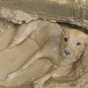 avatar dogs if they were a peanutbutter