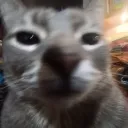 idiot_zorro