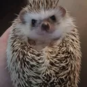 danceswithhedgehogs7785