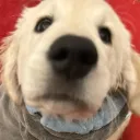 waifuniko