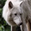 wolfsarecute1600