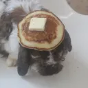 pancakes3 avatar