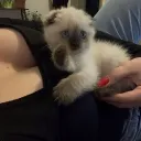 toetickler87