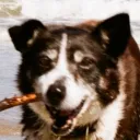 dylonthdog