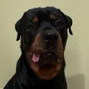 shaqoats