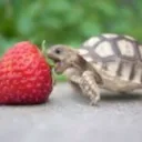 .ceoofgoogle