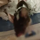 hanaiscute