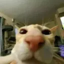 bossmanangry