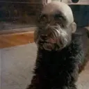 .subpuppyboy
