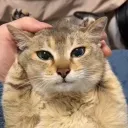 Аватар varenik0694