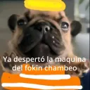 carlos_subileta avatar