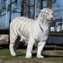 tttigerr