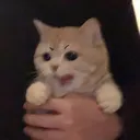 cat1001078421