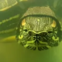ifeelitinthewater