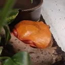 topotunchik