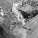 hobopummi
