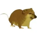 magentasquash