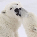 avatar ᐢ..ᐢ becca