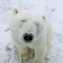 avatar ᐢ..ᐢ becca