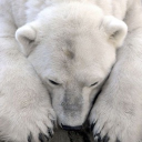 avatar ᐢ..ᐢ becca