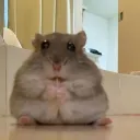 ahamster_ avatar