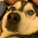 boidabig