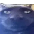 xentrexa